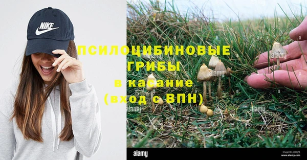 PSILOCYBIN Болотное