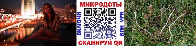 Псилоцибиновые грибы Psilocybine cubensis Ржев